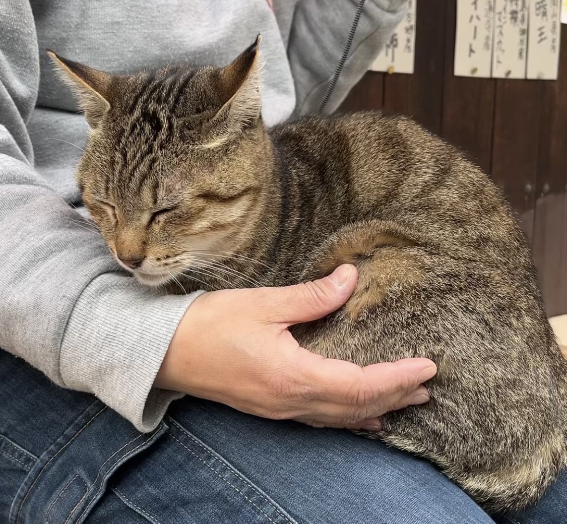 福直フルーツでくつろぐ猫